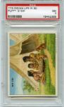 T73 Indian Life in the 60's Puppy Stew PSA 7 