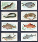 N8 Fish Allen & Ginter Partial Set of 25 Different