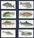N8 Fish Allen & Ginter Partial Set of 25 Different