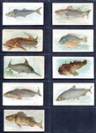 N8 Fish Allen & Ginter Partial Set of 25 Different